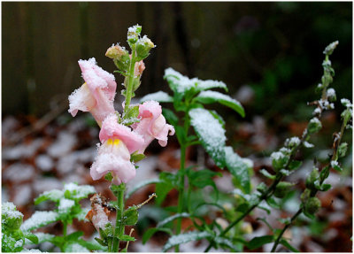 Chizuko Farley, The First Snow