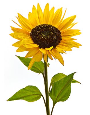 Pat Egaas, Sunflower