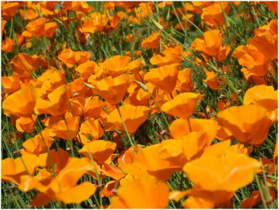 Grady Gray, Poppy Field