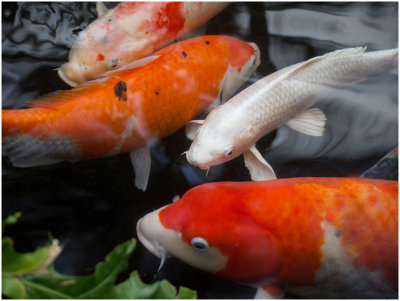 Jon Root, Curious Koi