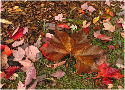 Paul Brians, Big Leaf