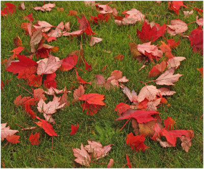 Paul Brians, Circle of Red Leaves