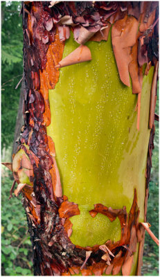 Paul Brians, Madrone Trunk