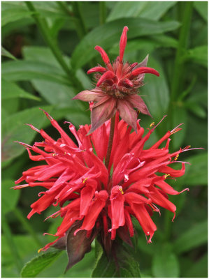 Paul Brians, Monarda