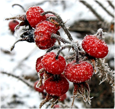 Paul Brians, Rose Hips in Winter