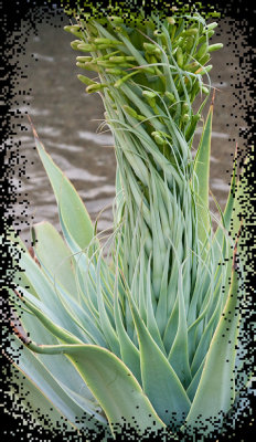 Stan Johnston, Century Plant