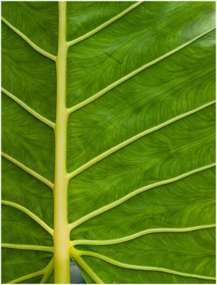 Stan Johnston, Leaf Ribs