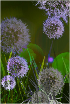 Suelyn Wong, Dandelions Gone Wild