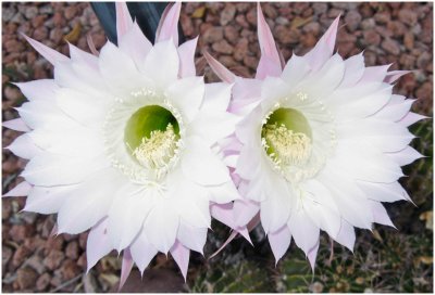 Grady Gray, White Cactus Blooms for an Hour