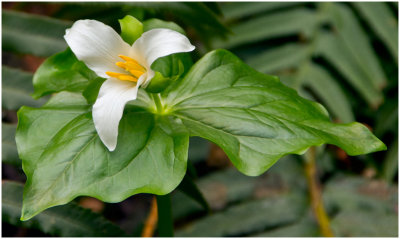 Paul Brians, Trillium