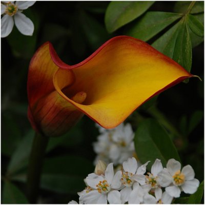 Rob Wagoner, Lily