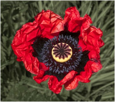 Stan Johnston, Poppy Delirium