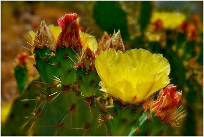 Rob Wagoner, Prickily
