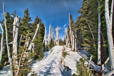 Jon DeArman, Timberline.jpg