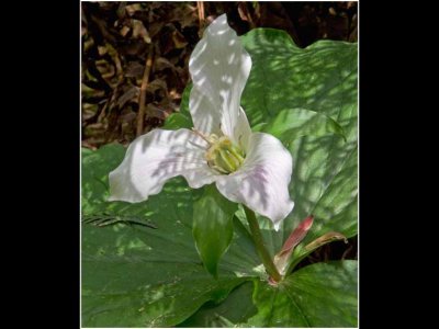 S_BriansP_Cedar Shadows on Trillium.jpg