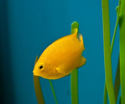 April 2012 ... Point Defiance Aquarium