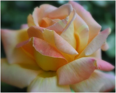 G_AbarbanelM_Anne's Rose.jpg