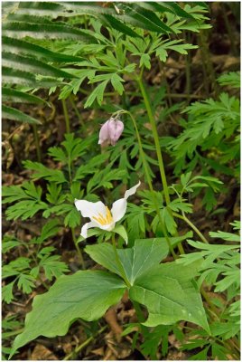 G_BriansP_Bleeding Heart & Trillium.jpg