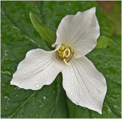 G_BriansP_White Trillium in Rain.jpg
