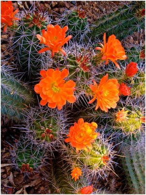 G_GrayG_Field of Orange-Don't Pick Me!.jpg