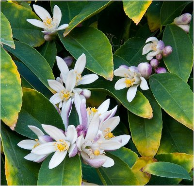 G_MuhrleinHal_Meyer Lemon Blossom.jpg