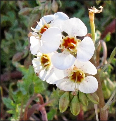 G_MuhrleinHar_Brown-Eyed Primrose.jpg