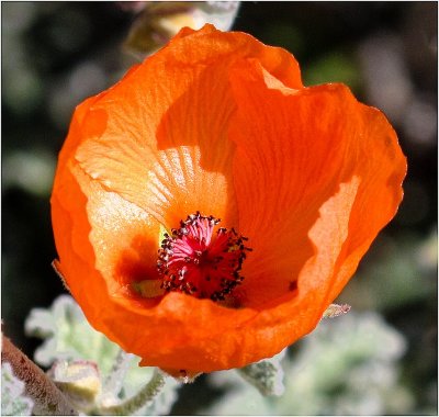 G_MuhrleinHar_Desert Poppy.jpg