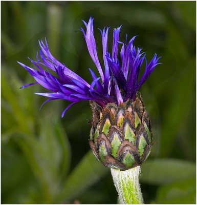 G_OzeR_Purple.jpg