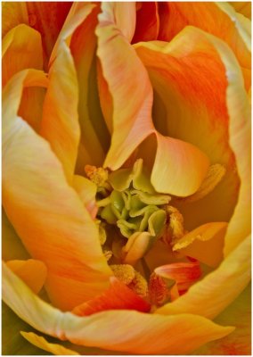 G_WagonerR_Macro Tulip.jpg