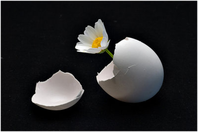 C_OzeR_New Life.jpg
