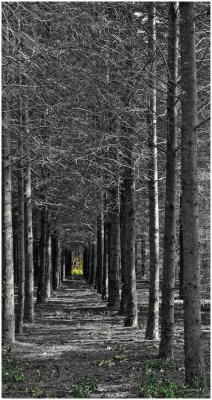 G_WagonerR_Gazing Through the Monochrome Woods.jpg