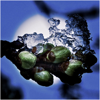 G_WagonerR_Last Snow of Spring.jpg