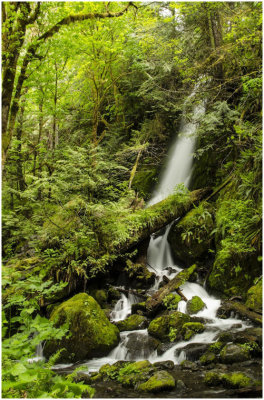 G_WagonerR_Quinault Rainforest Falls.jpg
