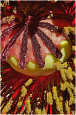 G_WagonerR_Red Poppy.jpg