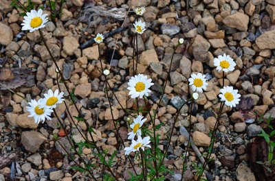 Dawn Bockus, Daisies on the rocks