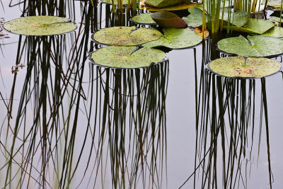 Dawn Bockus, Lily Pads and Reed Reflections