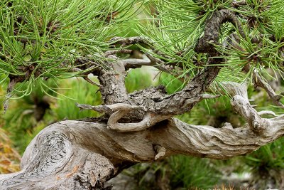 Dawn Bockus, Pine Bonsai