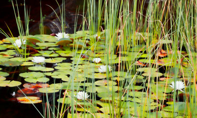 Jon DeArman, Pond
