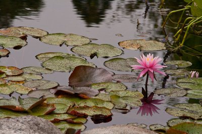 Jon Root, Water Lily