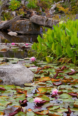 Jon Root, Water Lily Pond