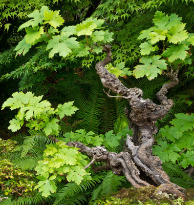 Pat Egaas, Maple Bonsai
