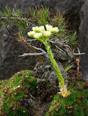 Pat Egaas, Succulent
