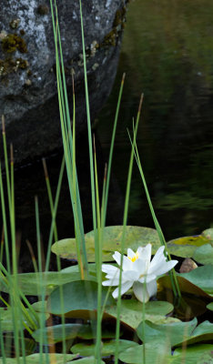 Pat Egaas, Water Lily