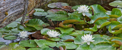Sue DeArman, WhiteLilies
