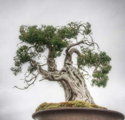 Patti Madsen, Elandan Garden 2