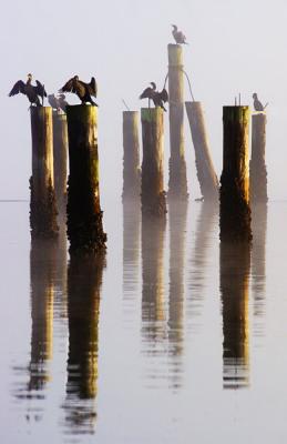 Chuck Murphy: Liberty Bay Fog