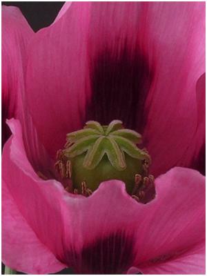 Deb Berry: Pink Poppy