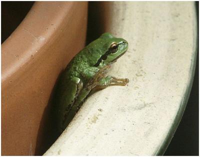 Don Cooper: Emerging Frog