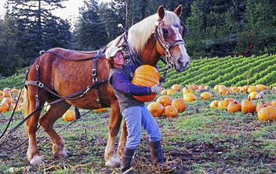 Norm Wooldridge: Gathering the Crop