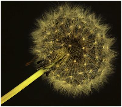 Don Cooper: Dandelion